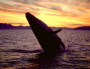 whale breech at sunset