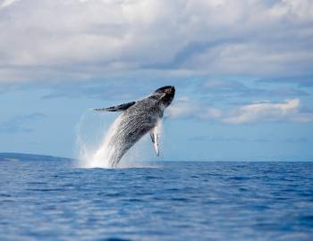 Whale Breaching in the Ocean
