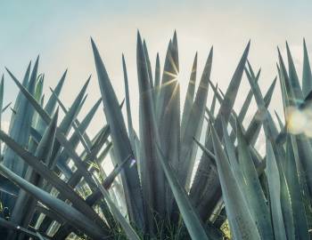 agave plant fronds
