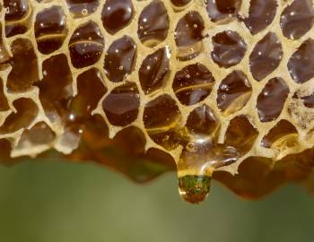 honeycomb dripping honey