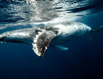 humpback whale underwater