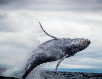 whale breaching in ocean