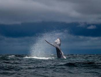 whale tail in water