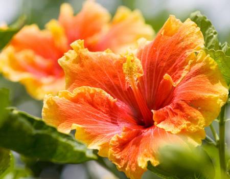A flower found on the island of Maui