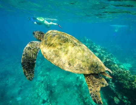 A sea turtle swimming off the coast of Maui