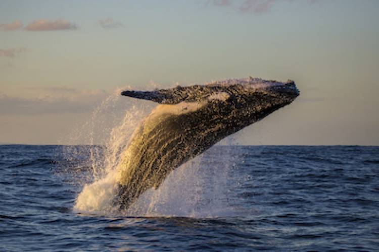 breeching humpback whale at sunset