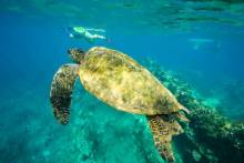 A sea turtle swimming off the coast of Maui