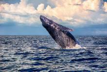 breaching humpback whale in maui