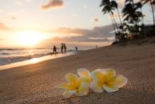 close up of plumeria flowers on beach in Hawaii
