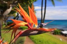 bird of paradise flower