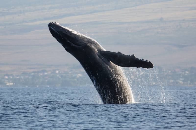 Whale Breeching ocean in Maui