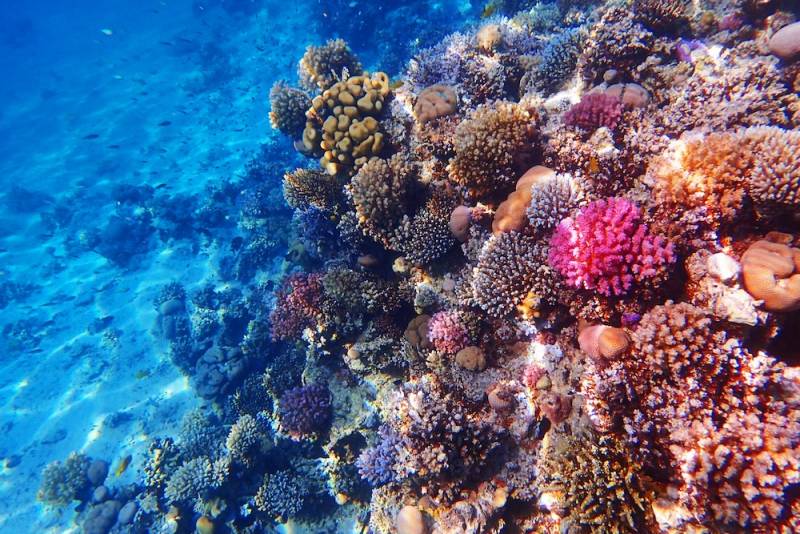 coral reef with fish in Hawaii