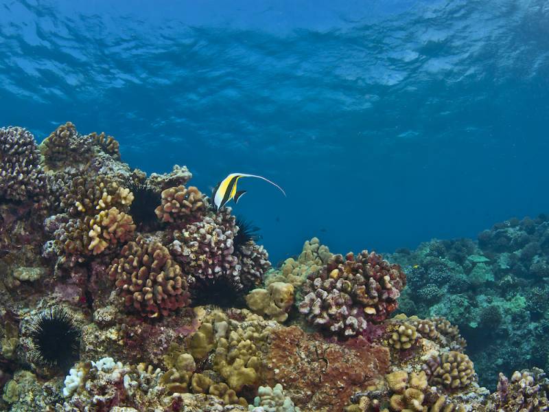 coral reef with fish in Hawaii