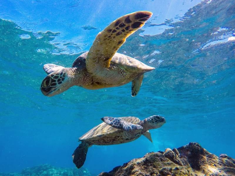 Sea Turtles Underwater shot from below