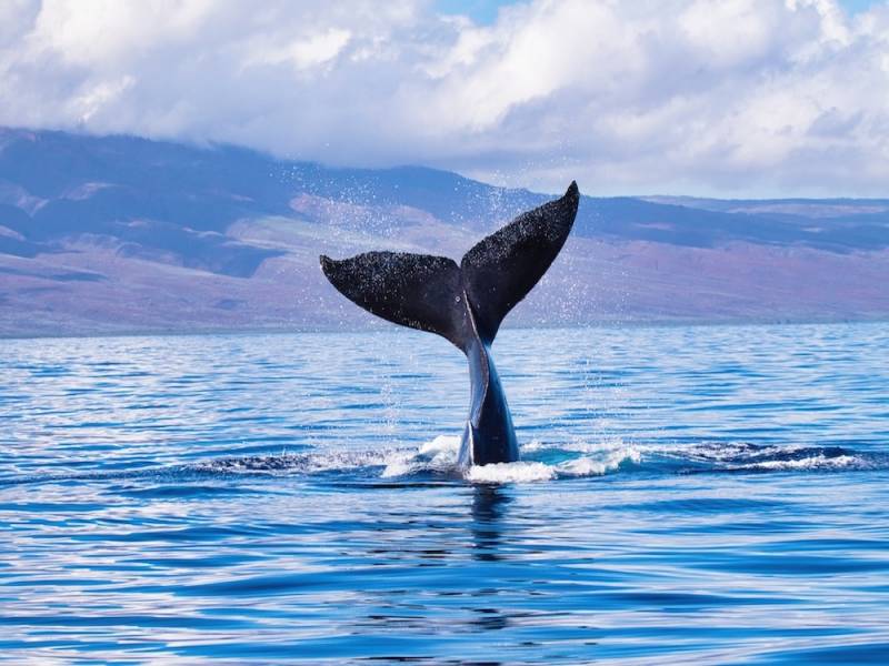 Whale Tail coming out of ocean at afternoon