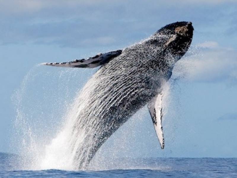 Whale breeching in ocean