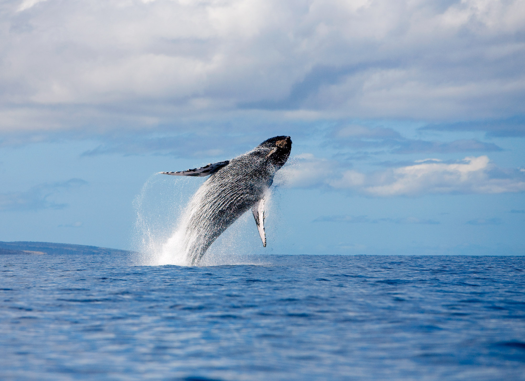 Whale Breaching in the Ocean