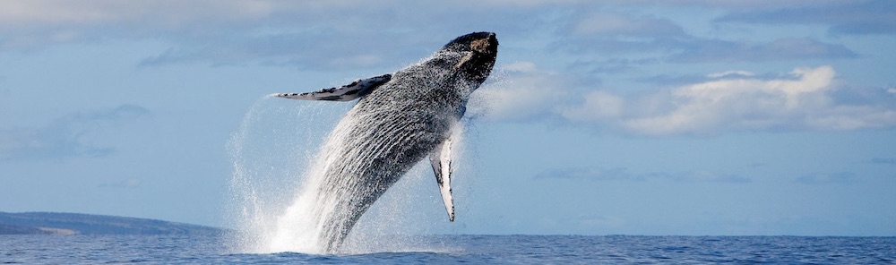 A whale breeches off the coast of Maui
