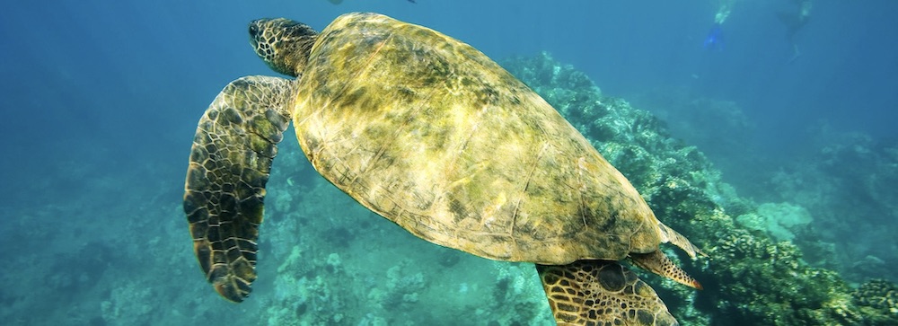 A sea turtle swimming off the coast of Maui