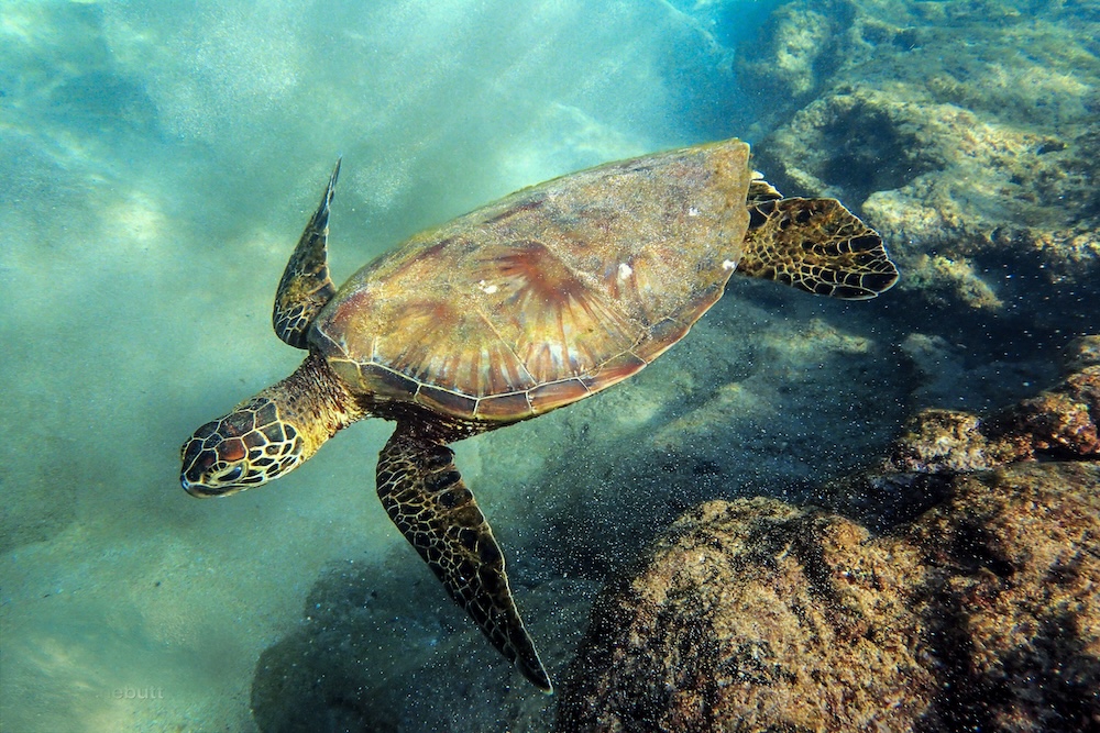 Hawksbill Sea Turtle Swimming in Maui Hawaii on the Kaanapali
