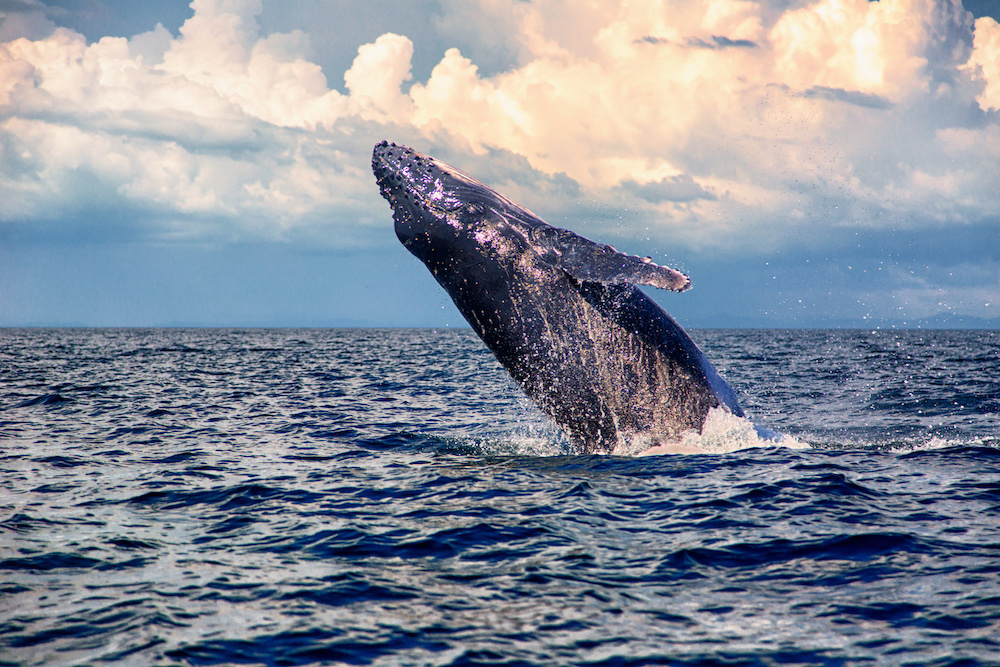 breeching humpback whale