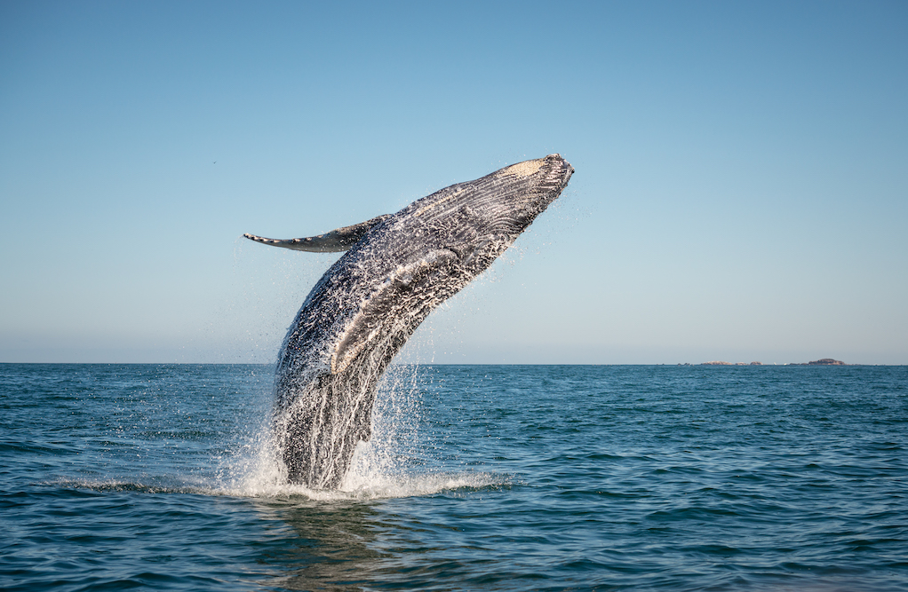 breeching humpback whale