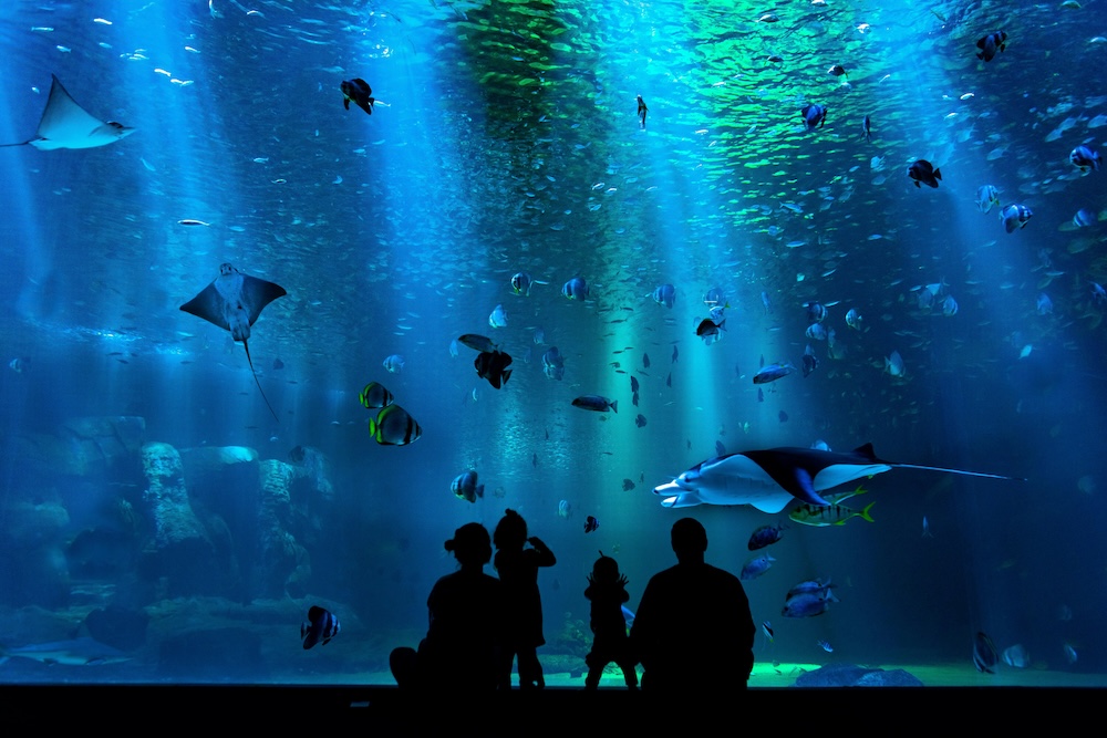 An aquarium with people's silhouettes