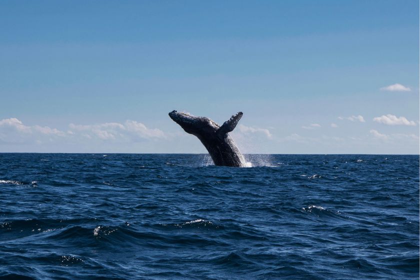 Whale Watching in Maui